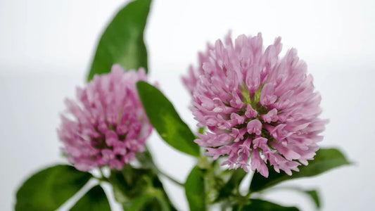 Di adiós a la caída del cabello: Cómo Capixyl y el complejo RCP superan al Minoxidil - OSUN